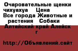 Очаровательные щенки чихуахуа  › Цена ­ 25 000 - Все города Животные и растения » Собаки   . Алтайский край,Алейск г.